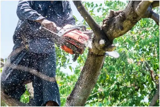 tree services Wernersville